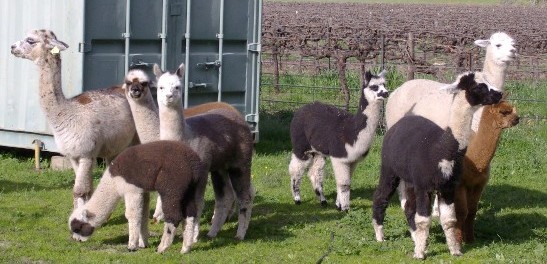 Some of our herd